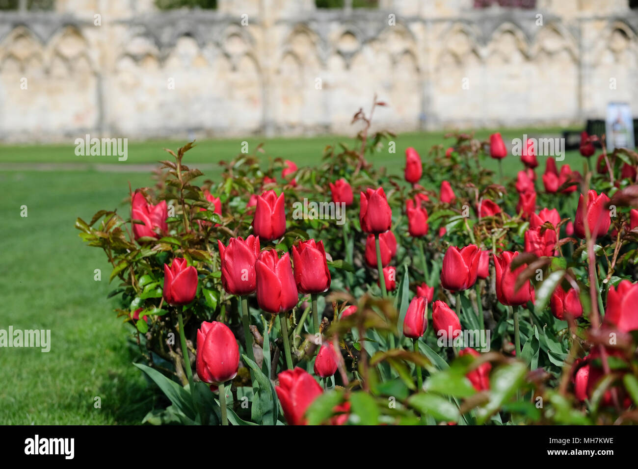 Visualizzazione dei tulipani rossi in primavera a York Museo Giardini Foto Stock