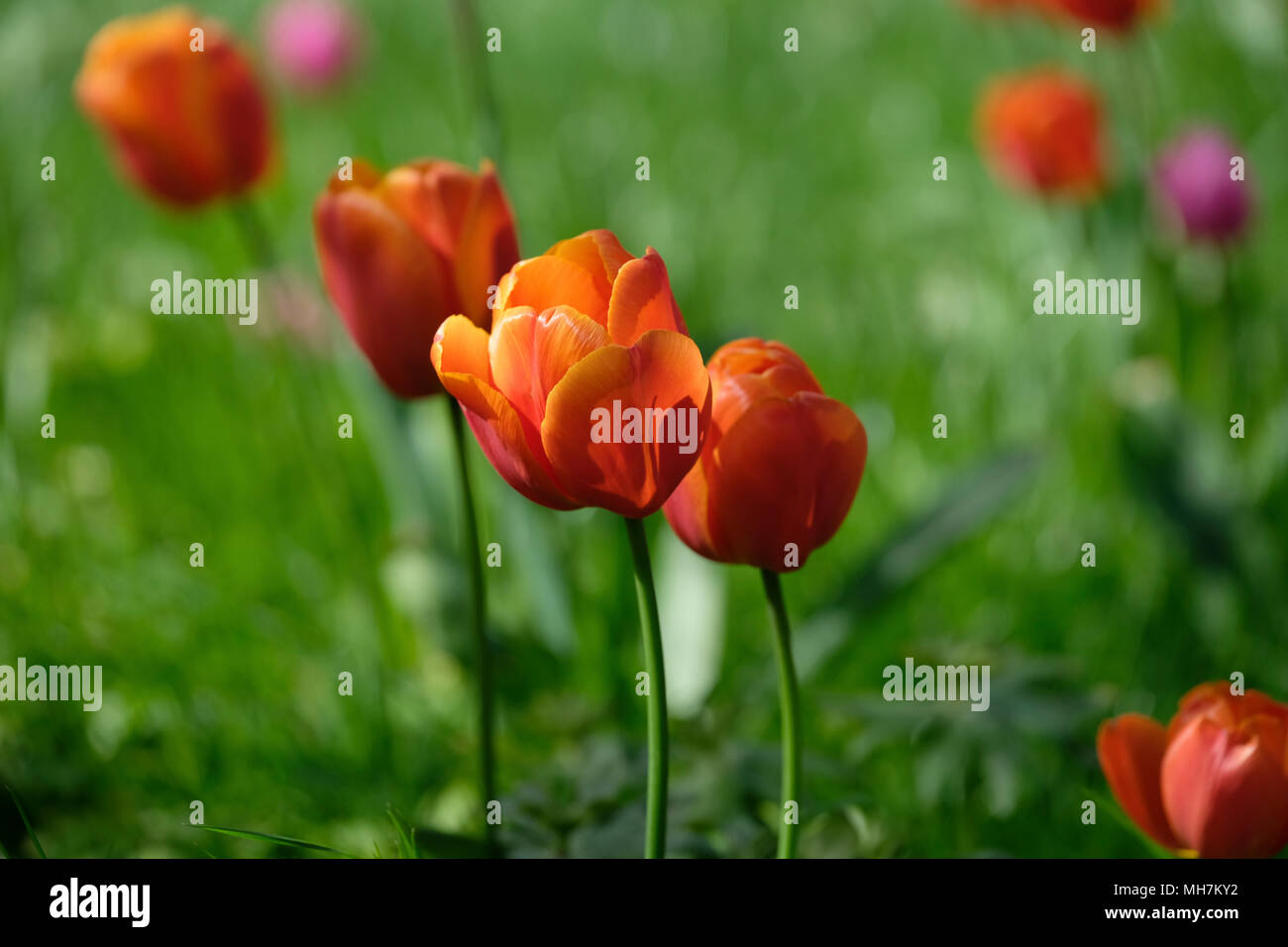 Tulipani arancioni Foto Stock