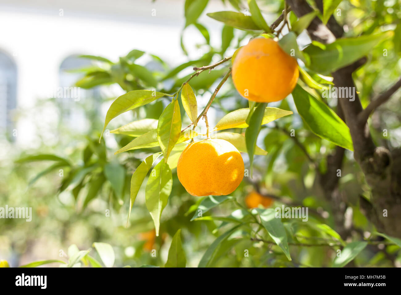 Albero di mandarino con frutti maturi Foto Stock