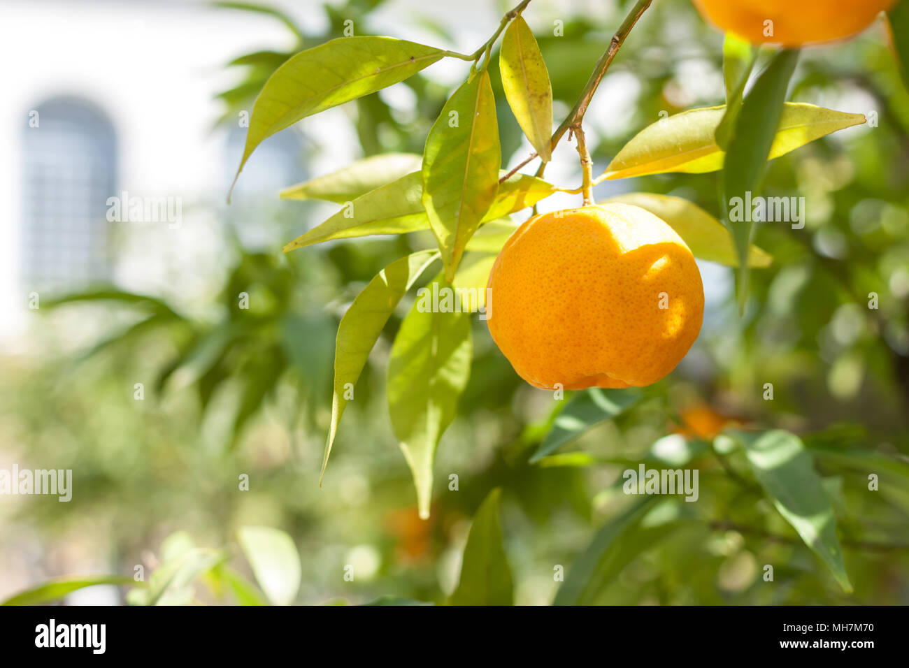 Albero di mandarino con frutti maturi Foto Stock