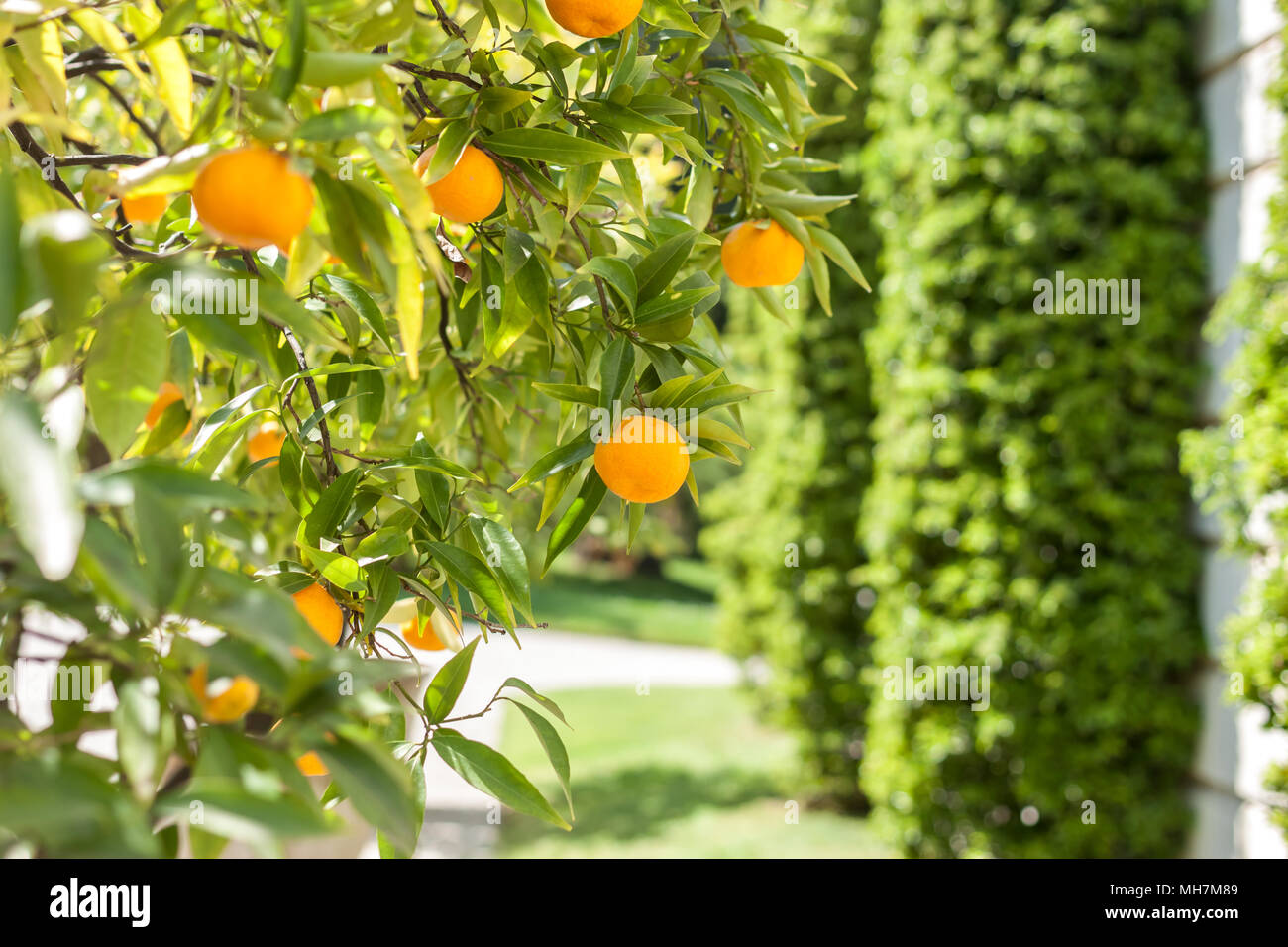 Albero di mandarino con frutti maturi Foto Stock