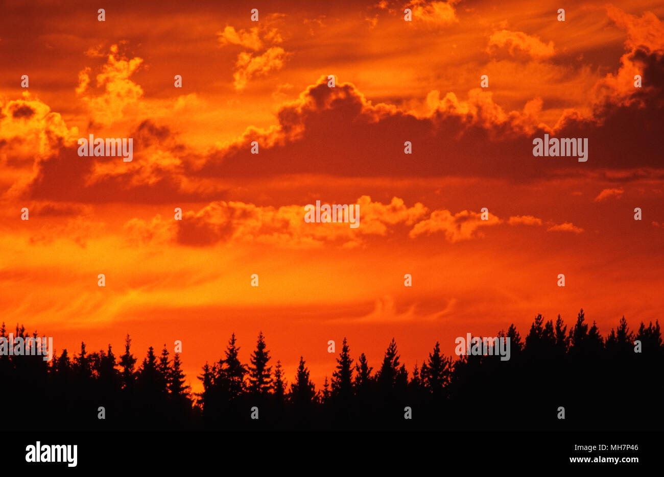 Treetop sagome contro il cielo al tramonto. Foto Stock