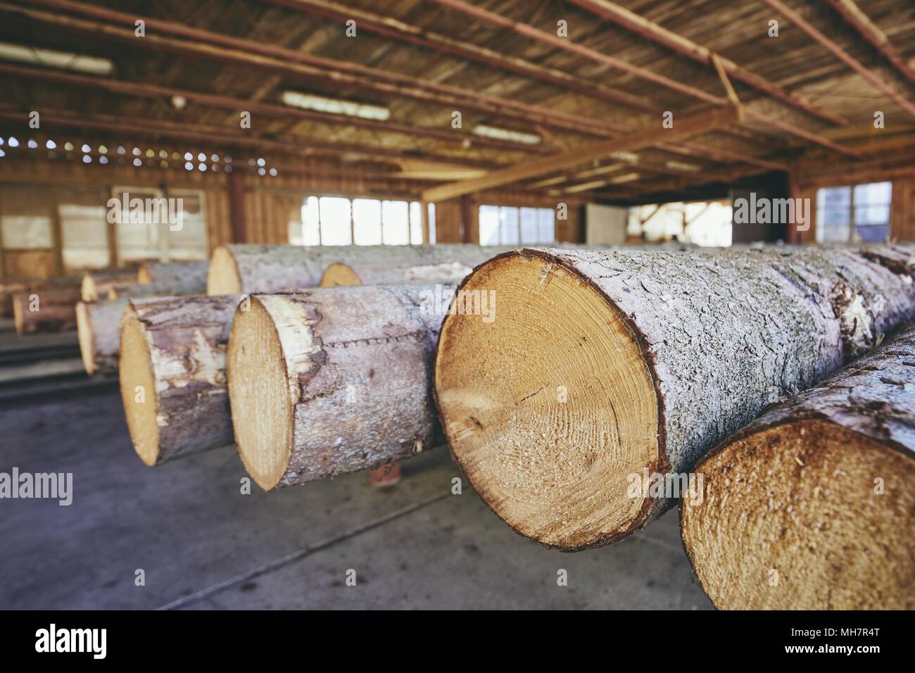 Industria del legname. Pila di legname alla segheria. Foto Stock