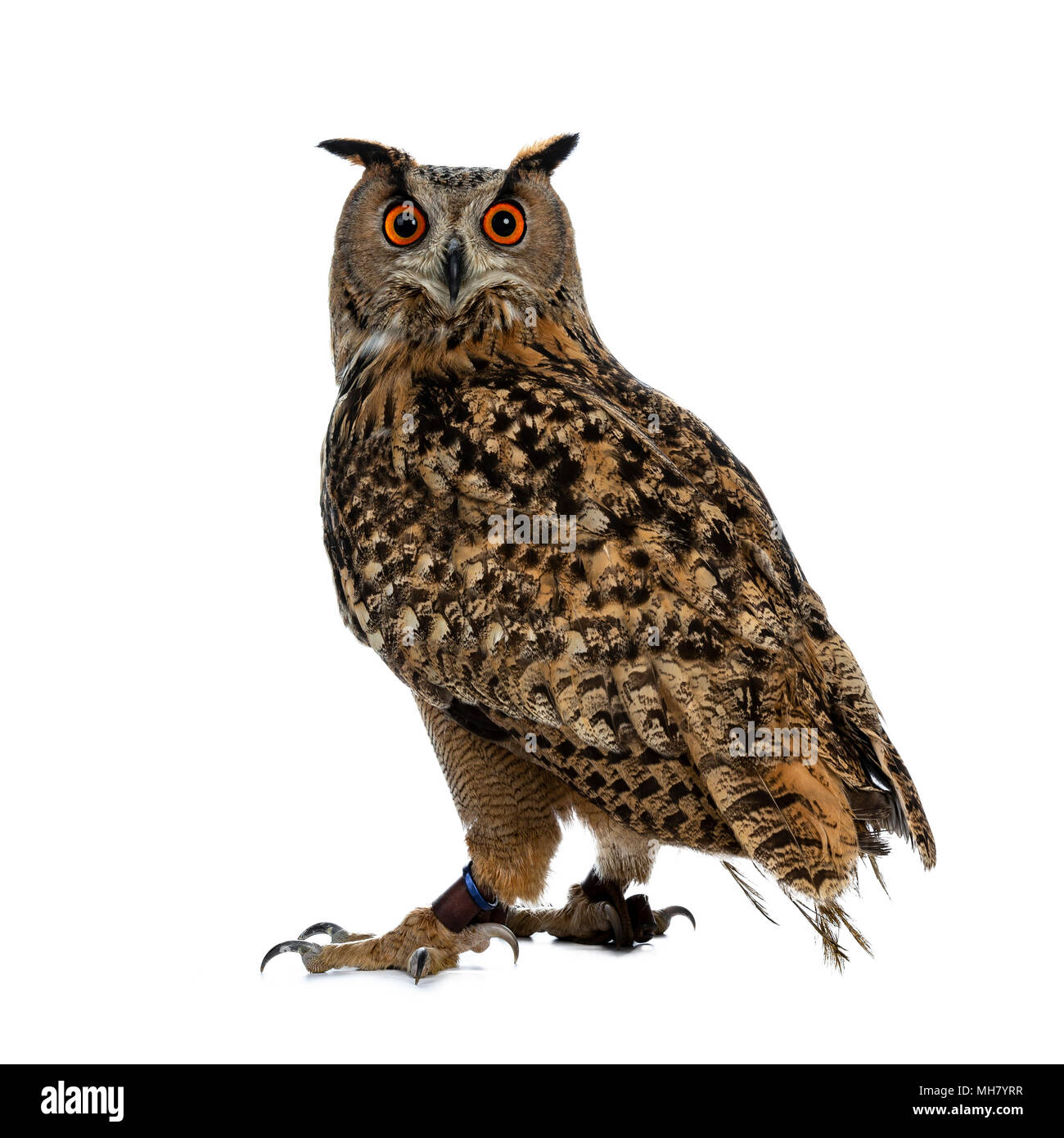 Turkmenian gufo reale / Bubo bubo turcomanus seduta isolato su sfondo bianco guardando sopra la spalla nella lente Foto Stock