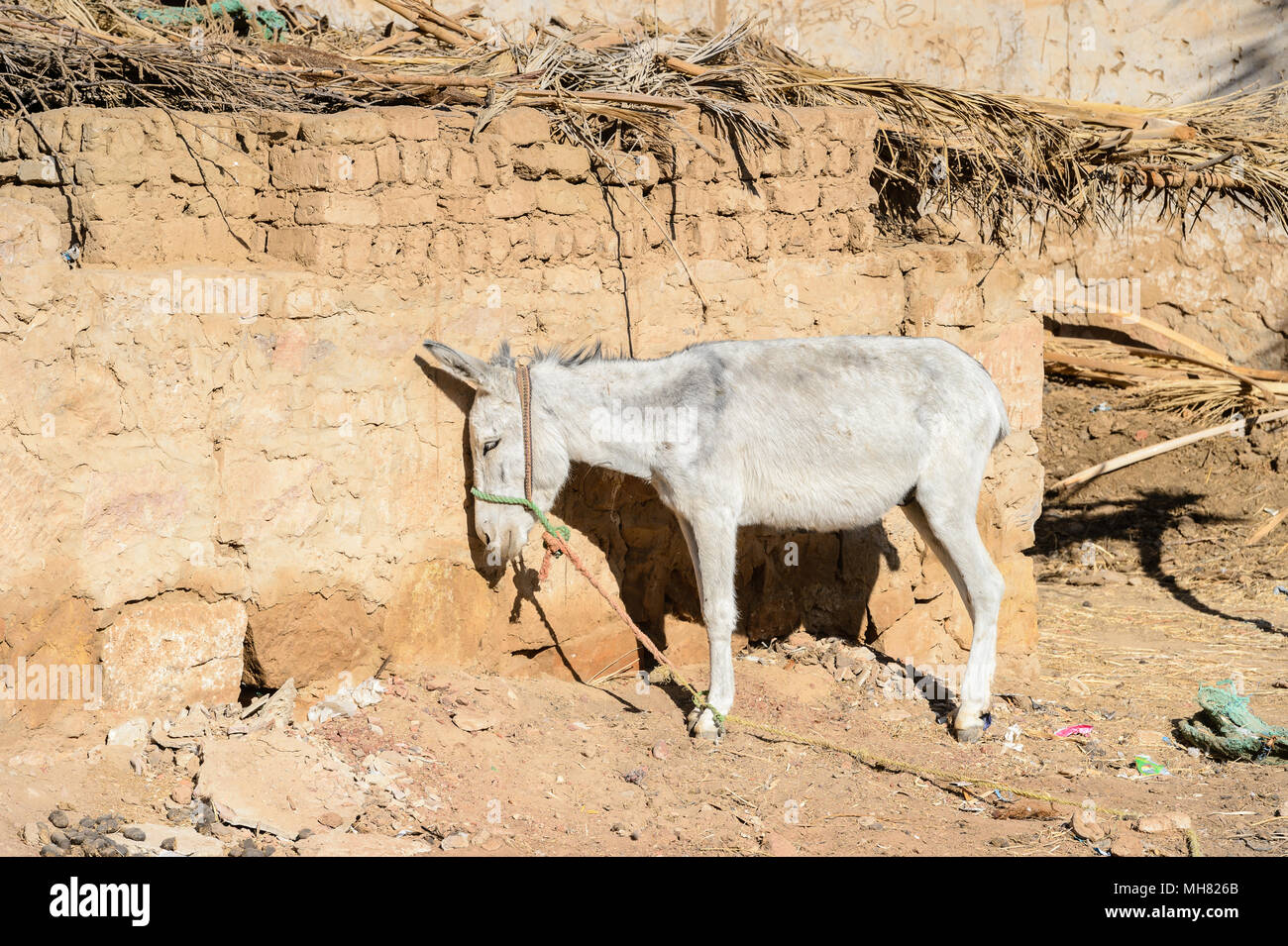 Asino in Al Qasr, il vecchio villaggio di Dakhla deserto, Egitto Foto Stock