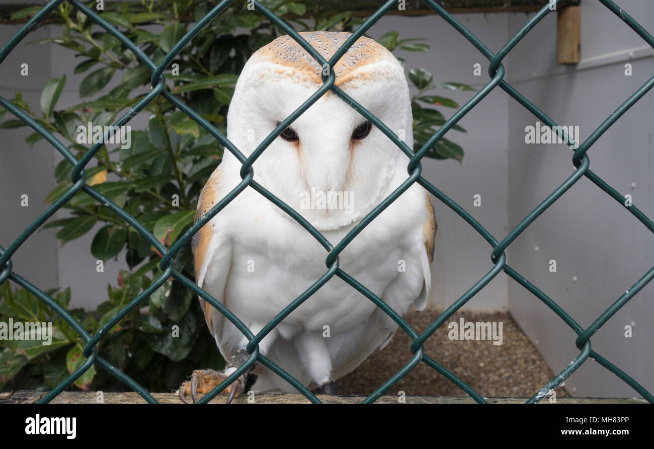 Allevati in cattività Barbagianni inaviary a Falconry Centre, Castello di Leeds, Kent. Foto Stock