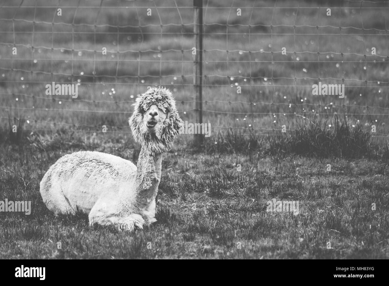 Naturale arte Foto Stock