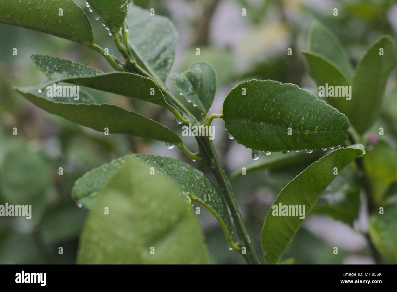 Ramo di foglia di limone albero di agrume, con goccioline di acqua dopo un acquazzone. Foto Stock
