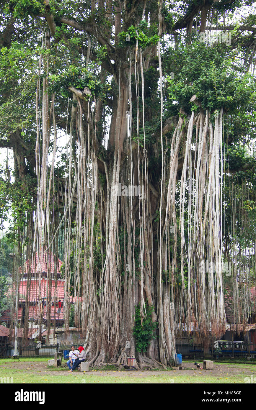 Giant banyan tree Candi Mendut Java Centrale Indonesia Foto Stock