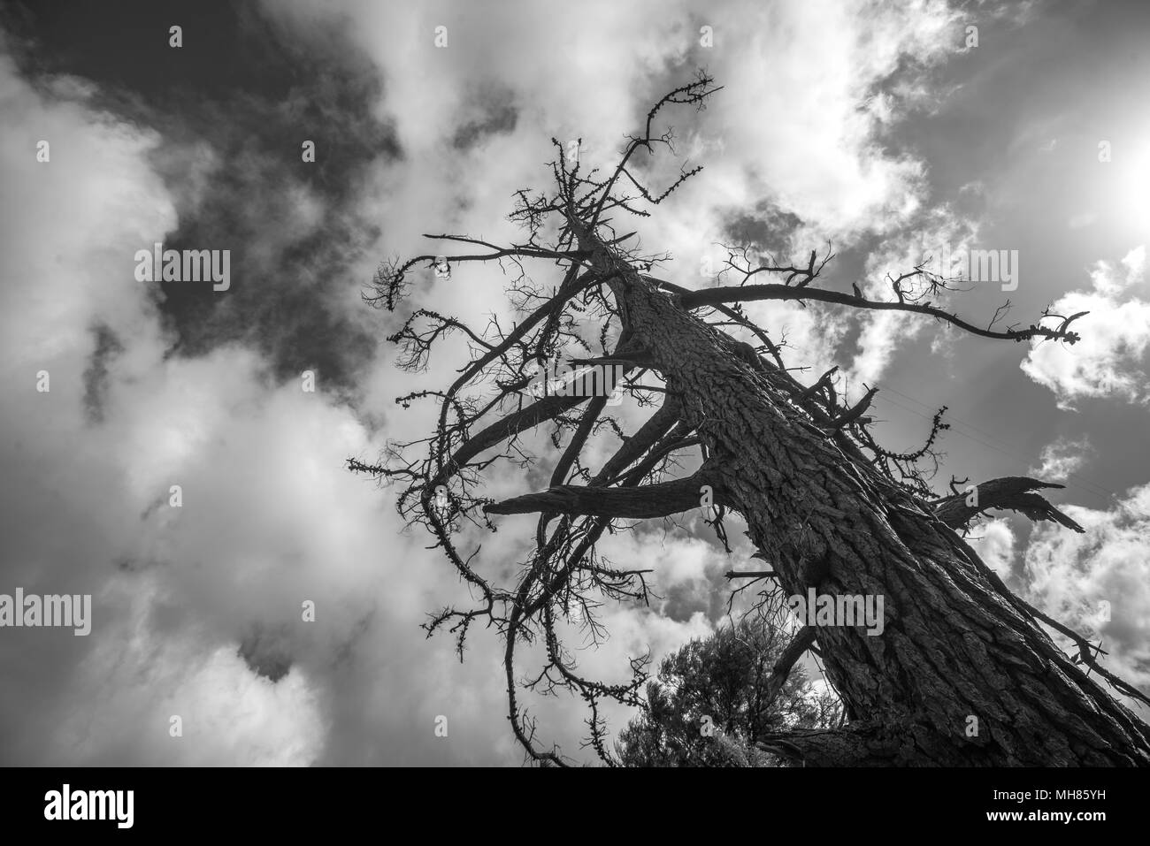 Naturale arte Foto Stock