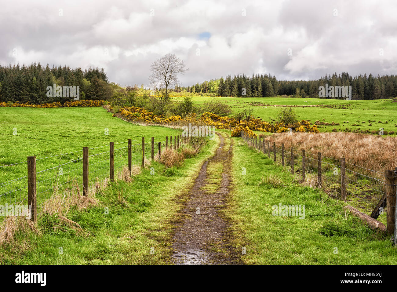 Percorso rurale nelle Highlands Scozzesi. West Highland Way Foto Stock