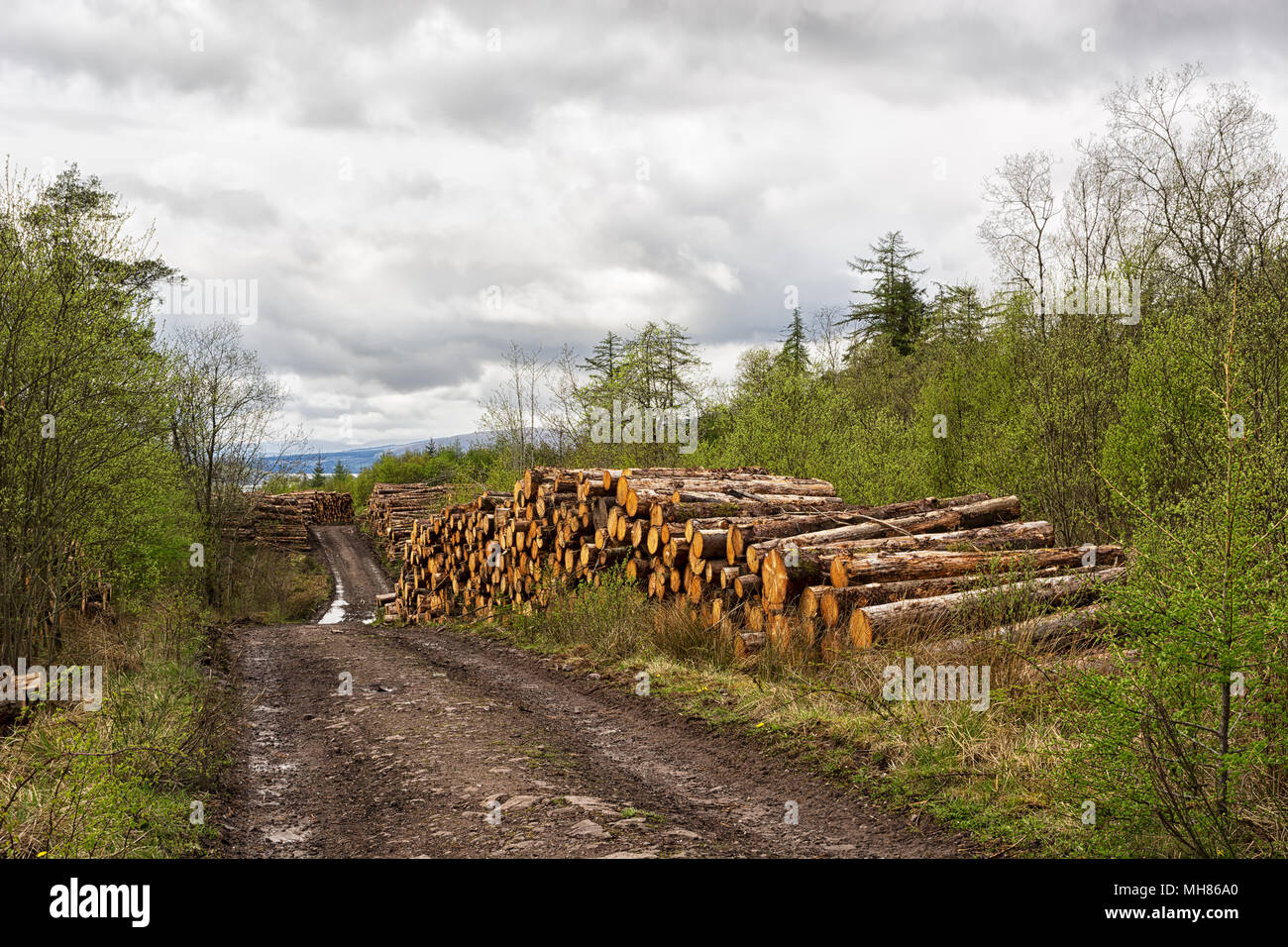 La raccolta di legname nelle Highlands scozzesi - pali di legno sui lati della strada nella foresta Foto Stock