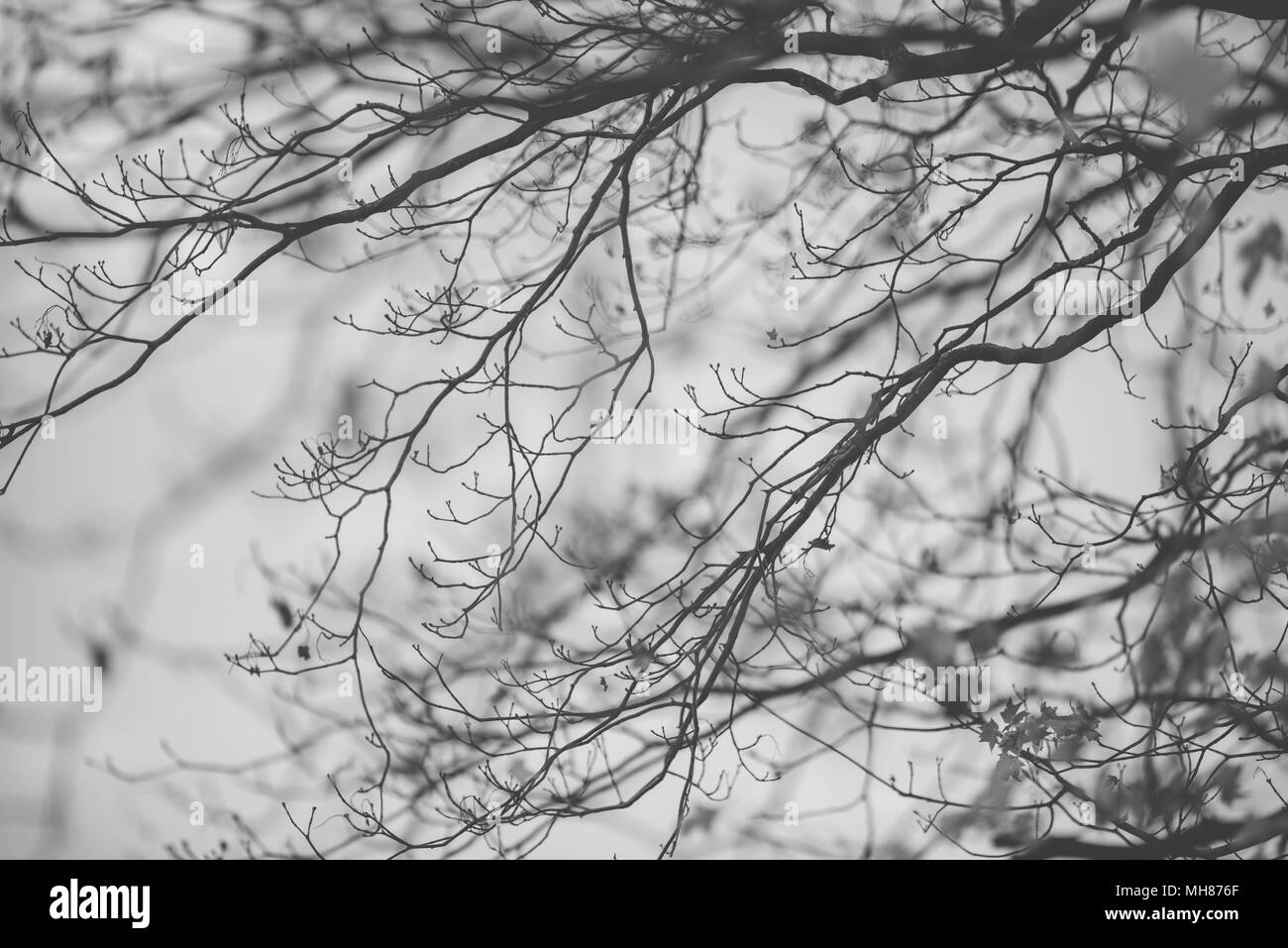 Naturale arte Foto Stock