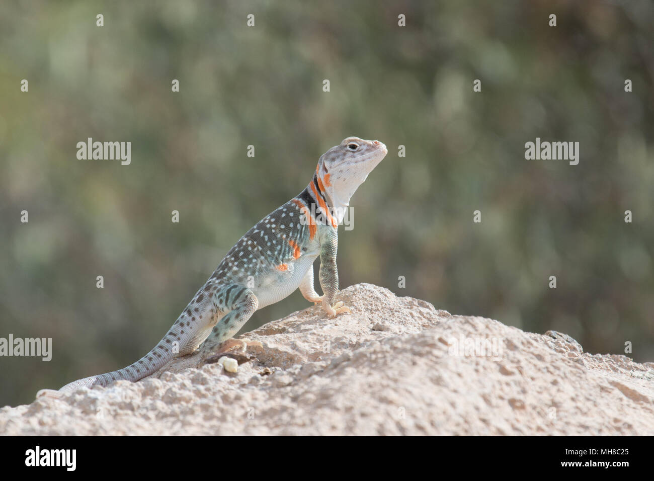 Una femmina gravido a collare orientale lizard. Foto Stock