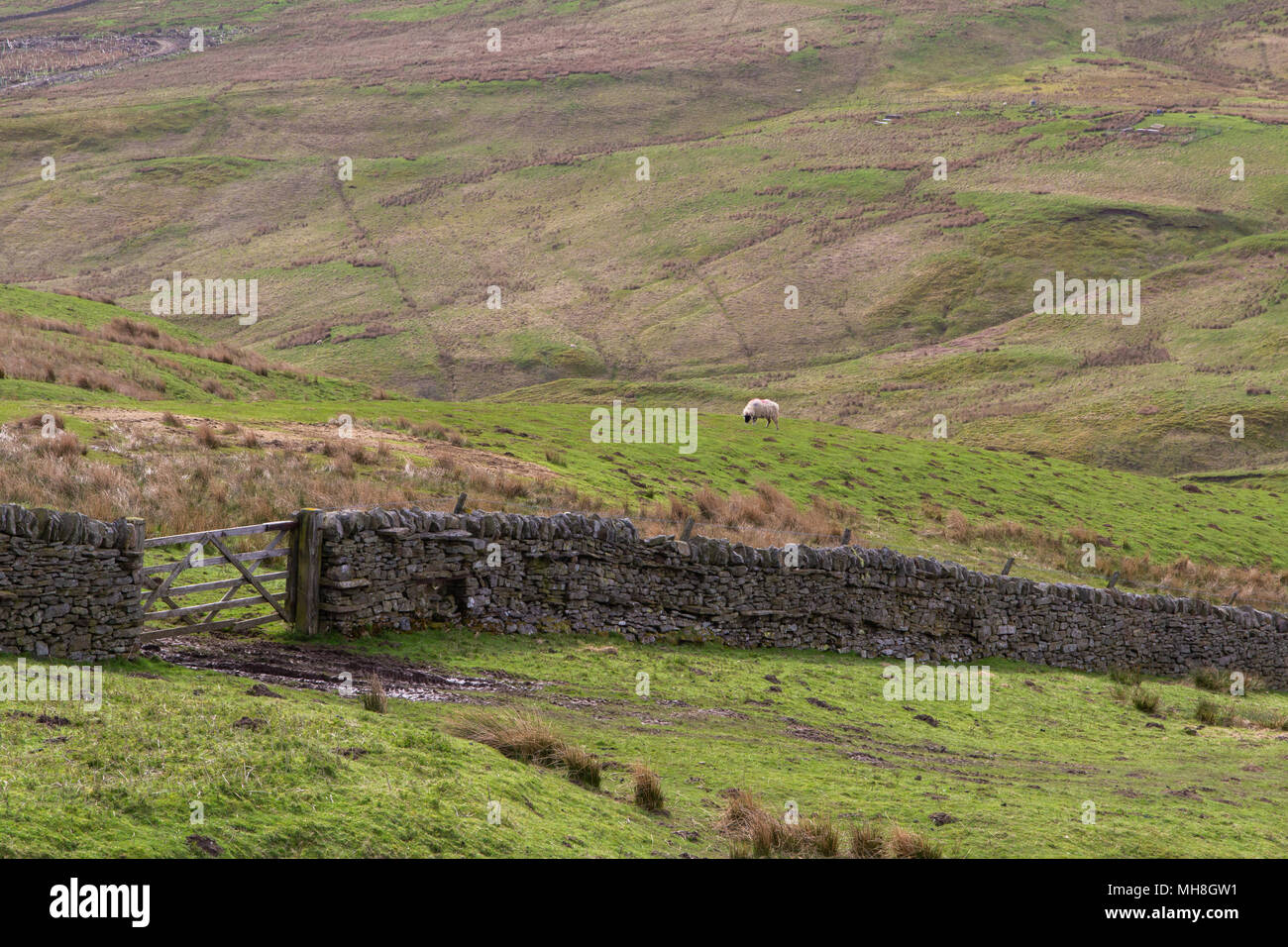Pecore al pascolo sulle brughiere del Northumberland, Regno Unito Foto Stock