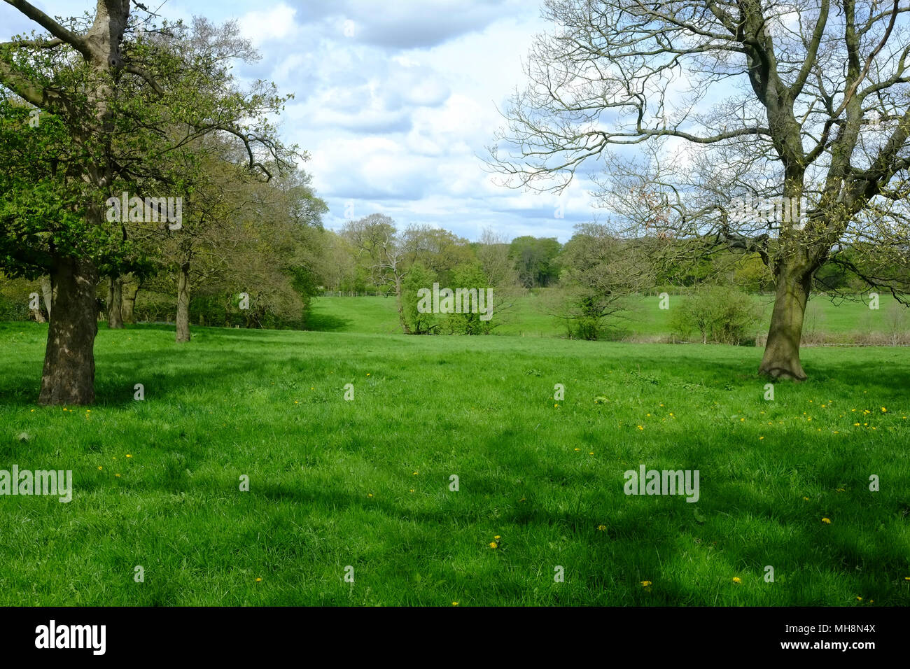 Lancashire Farmland, Inghilterra Foto Stock