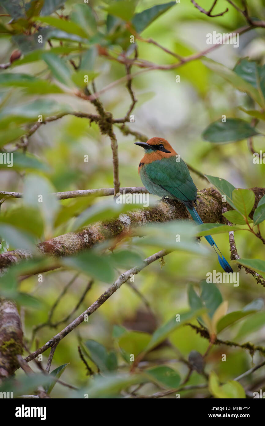 Ampia fatturati Motmot - platyrhynchum elettroni, bella motmot colorati da America Centrale foreste, Costa Rica. Foto Stock