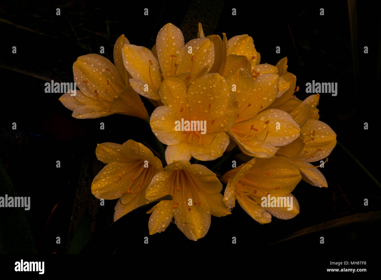 Clivia giallo Foto Stock