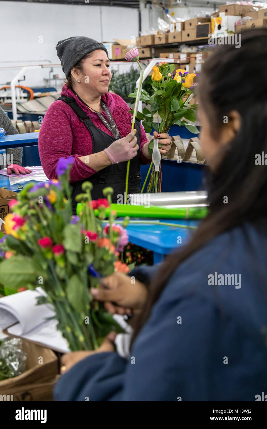 Doral, Florida - processo di lavoratori di fiori recisi dal Sud America all'USA Bouquet magazzino vicino all'aeroporto di Miami. Lavorando a 40 gradi F, donne pa Foto Stock