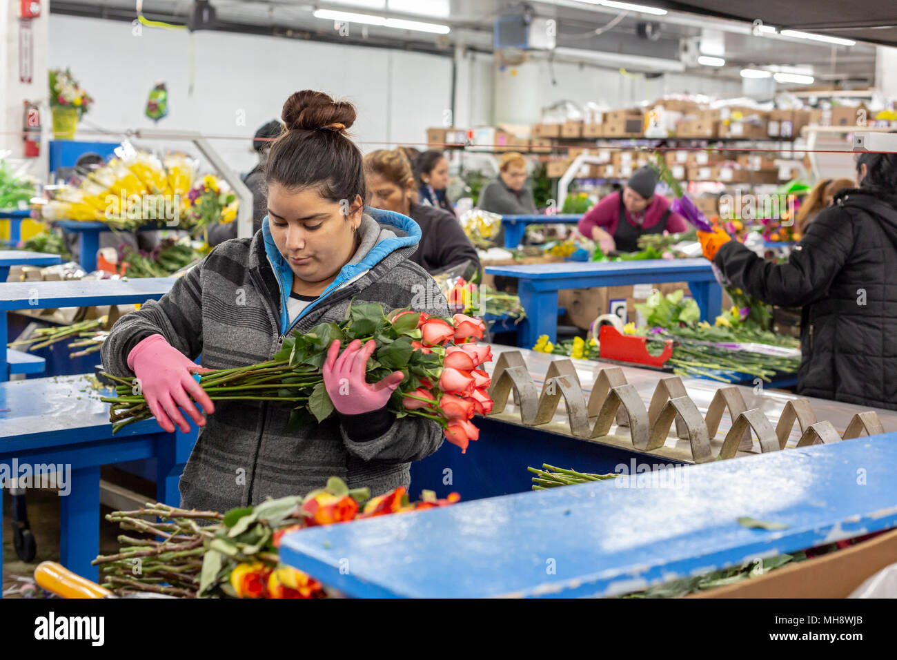 Doral, Florida - processo di lavoratori di fiori recisi dal Sud America all'USA Bouquet magazzino vicino all'aeroporto di Miami. Lavorando a 40 gradi F, donne pa Foto Stock