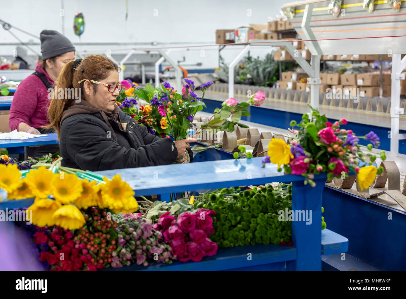 Doral, Florida - processo di lavoratori di fiori recisi dal Sud America all'USA Bouquet magazzino vicino all'aeroporto di Miami. Lavorando a 40 gradi F, donne pa Foto Stock