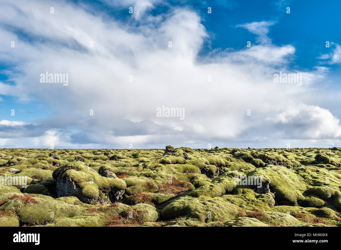 A sud dell'Islanda. Il Eldhraun vasto campo di lava è coperto con una spessa moss. Essa è stata creata nel devastante eruzione del 1784, la più grande nella storia Foto Stock A sud dell'Islanda. Il Eldhraun vasto campo di lava è coperto con una spessa moss. Essa è stata creata nel devastante eruzione del 1784, la più grande nella storia Foto Stock