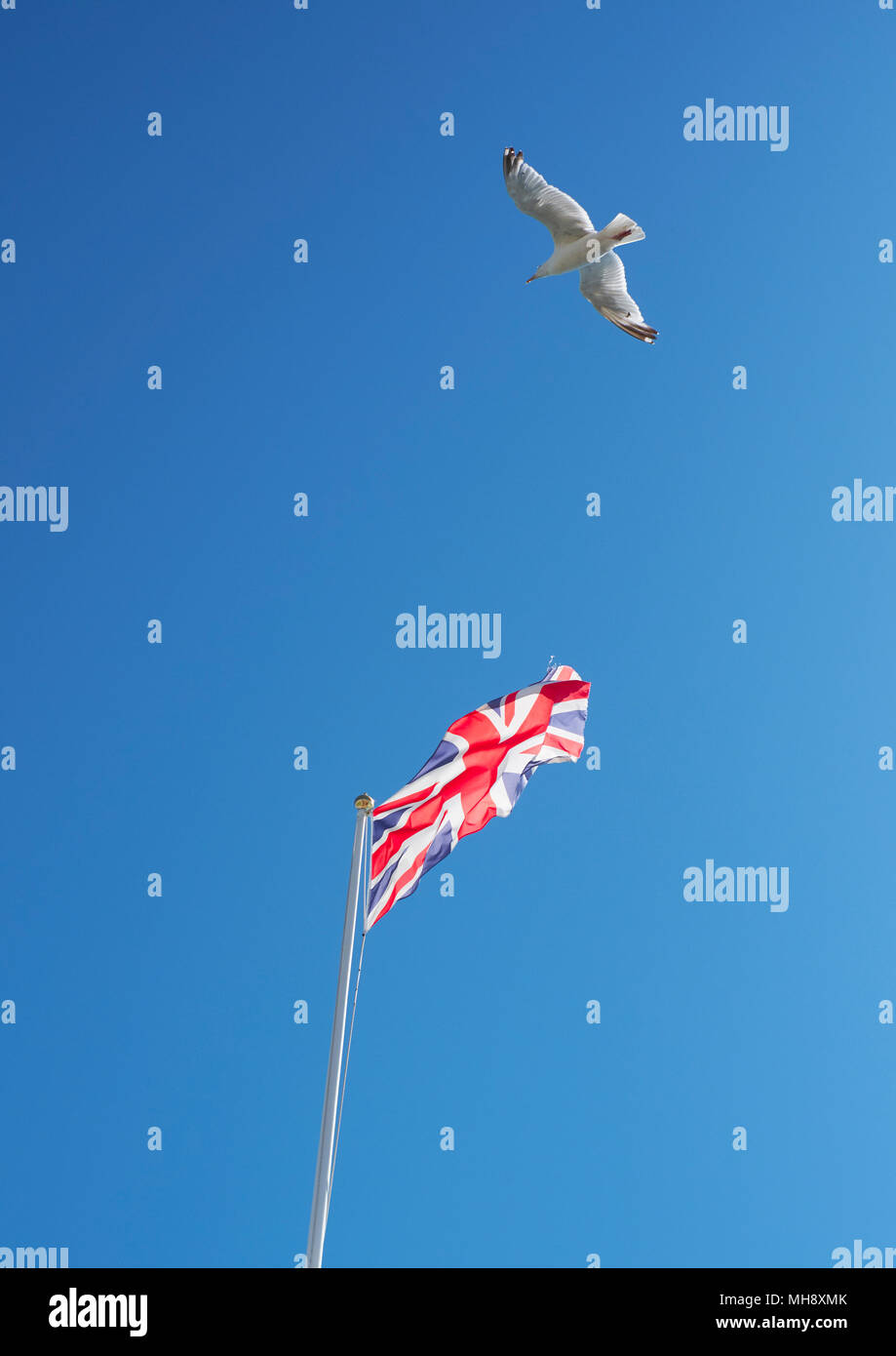Regno Unito il volo libero - un'Unione Jack flag in volo in un cielo blu con un gabbiano Foto Stock