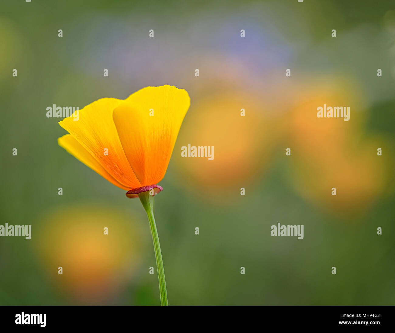 Papavero giallo della California (Eschscholzia californica) Foto Stock