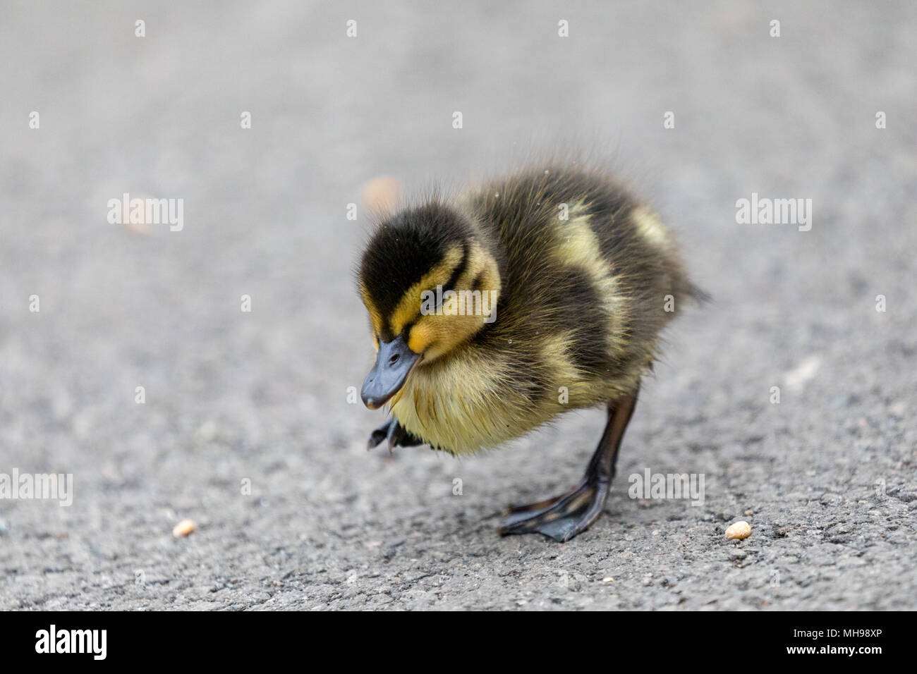 Un singolo giovane mallard anatroccolo passeggiate su terreni a WWT Martin semplice Foto Stock