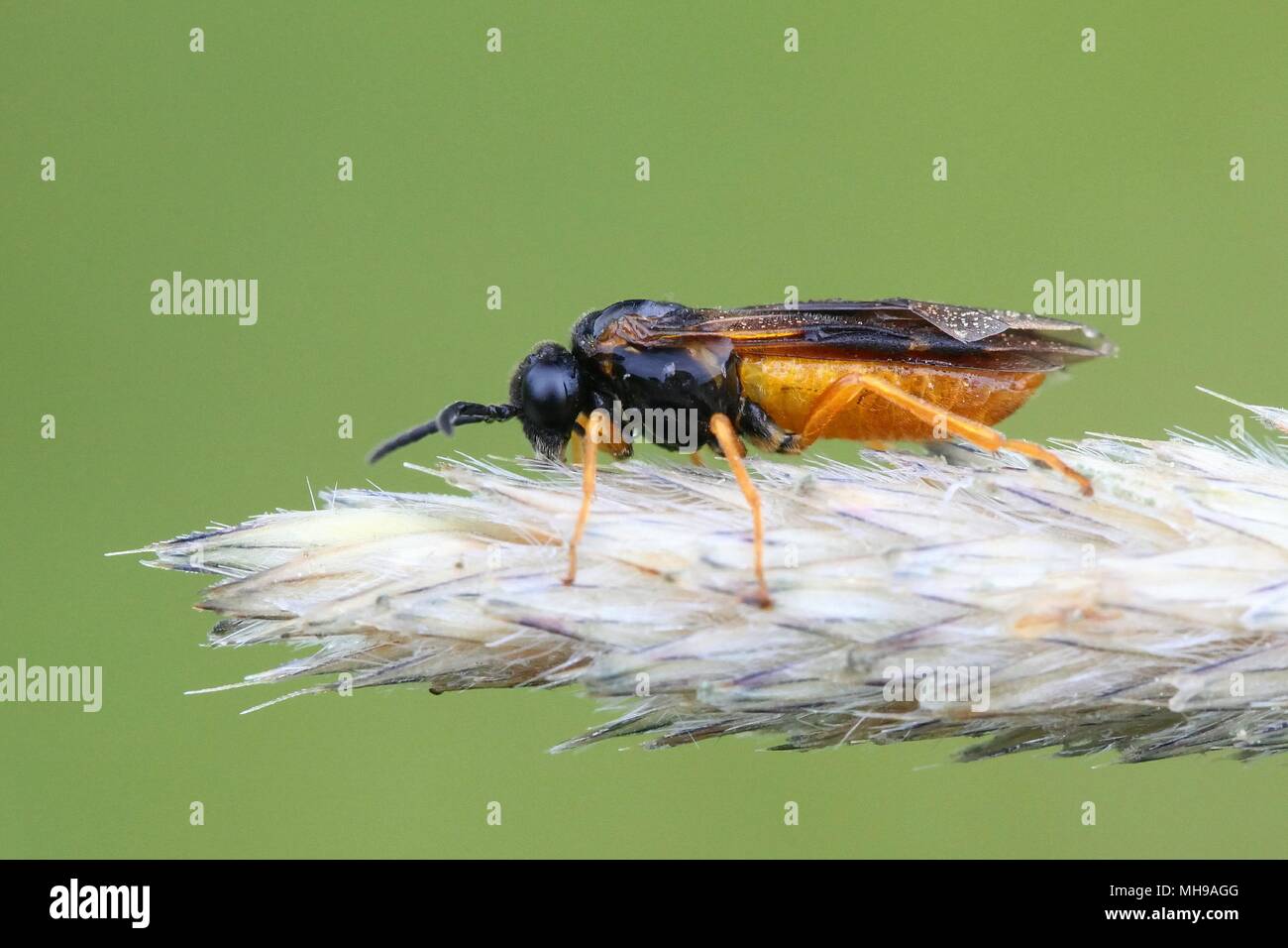 Loosestrife sawfly, Monostegia abdominalis, un giardino nocivi pest Foto Stock