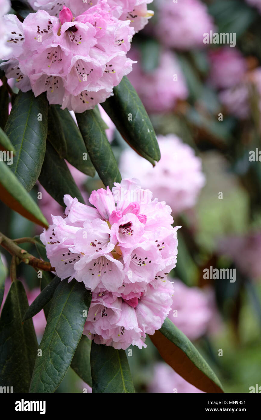 La cannella-colorati, rododendro Rhododendron fulvum (falcetto-capsule rododendri) fiori, blumi, Aprile. Foto Stock