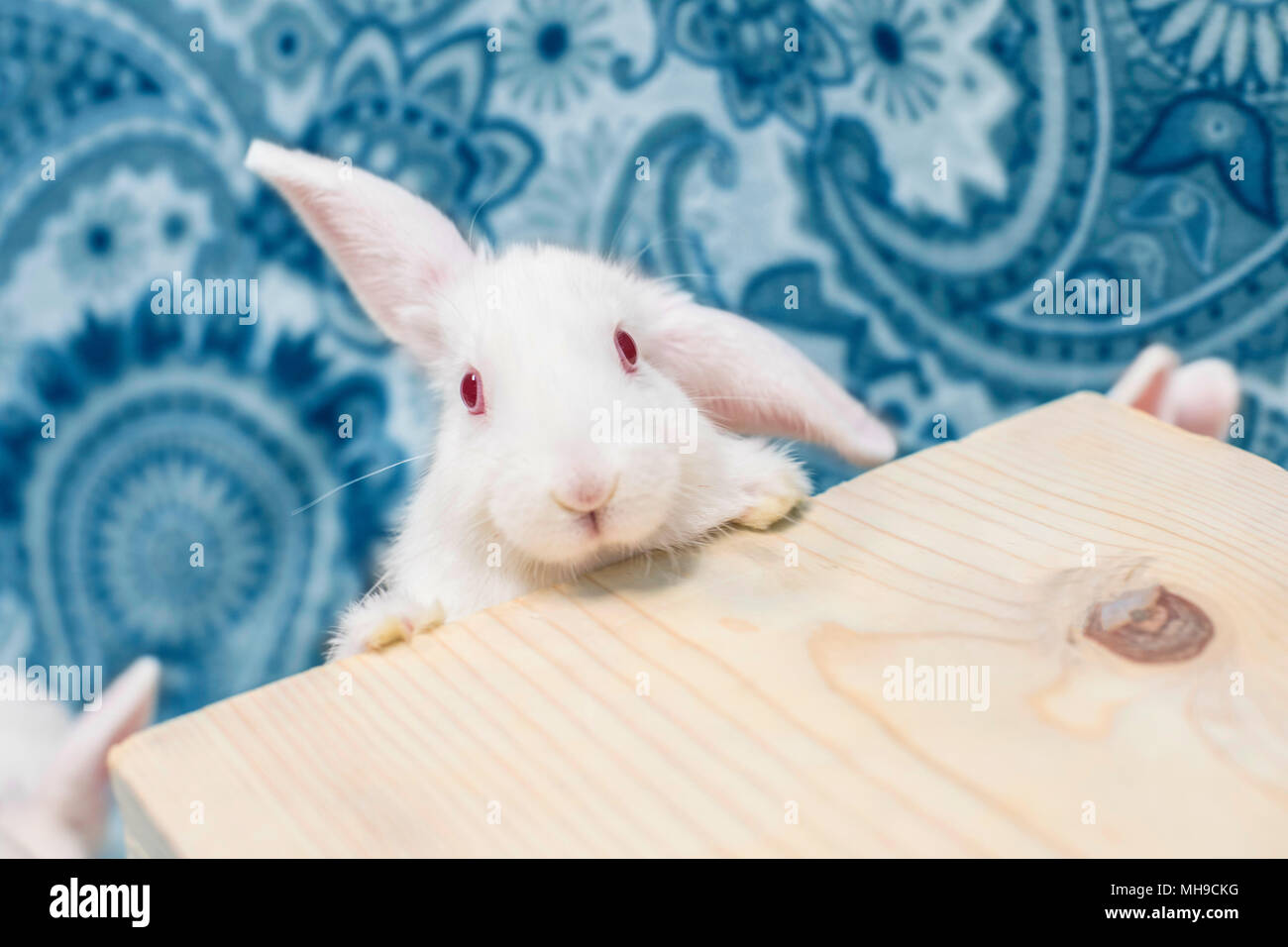 Stupendo adorable baby bunny lop cercando curiosamente alla fotocamera. Foto Stock