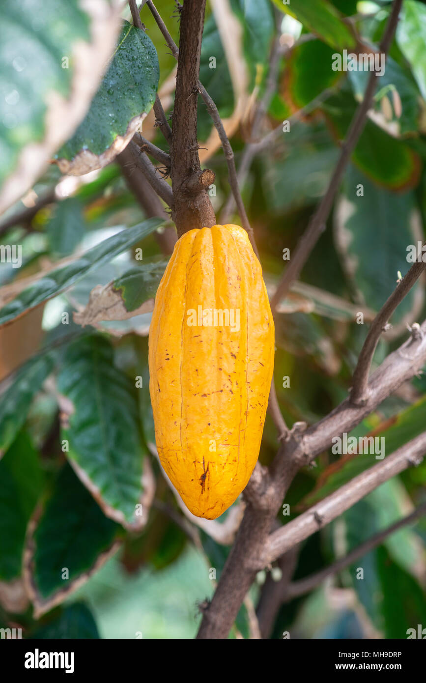 Cacao: Theobroma cacao. Pod di sementi Foto Stock