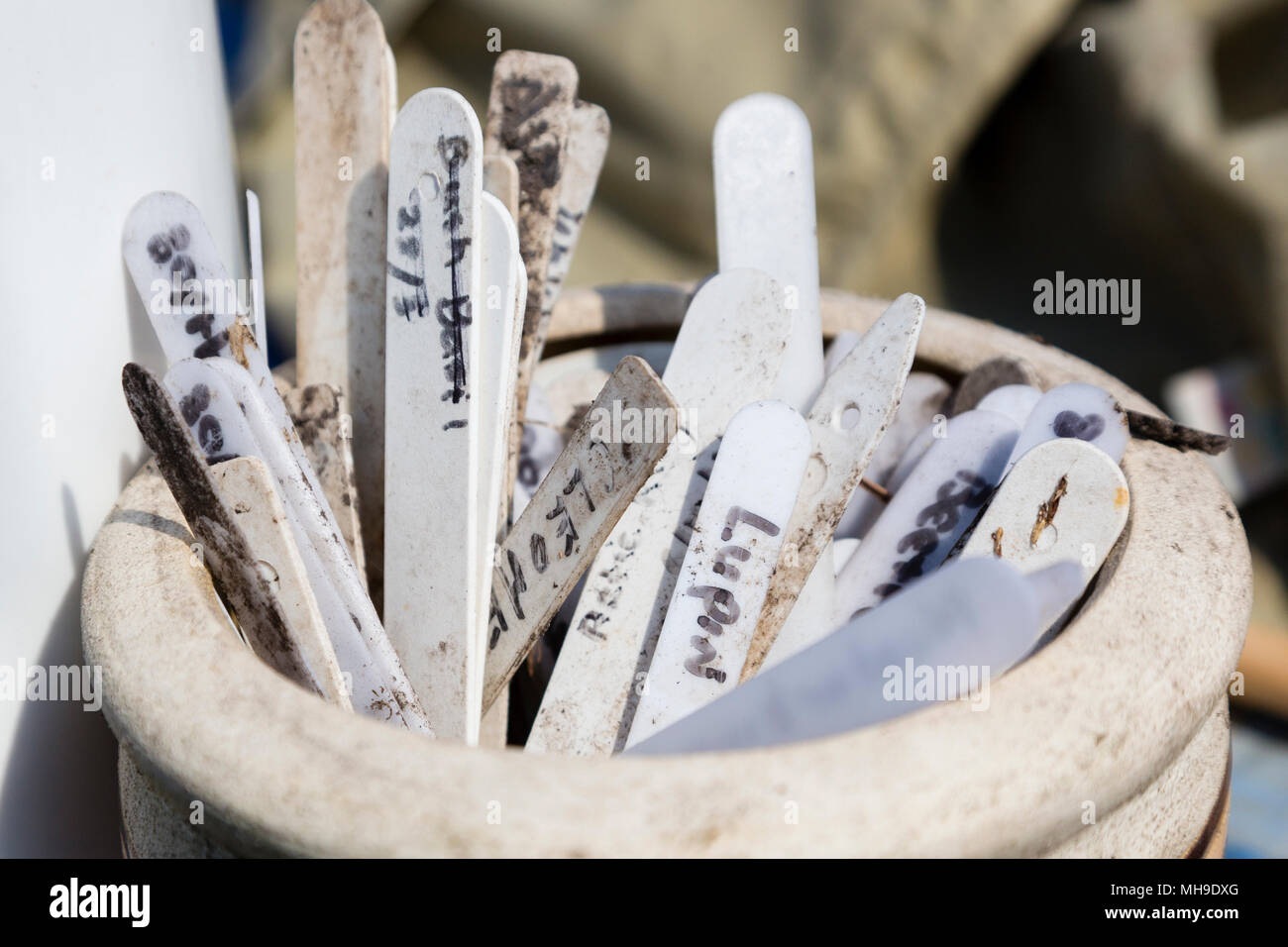 Impianto di etichette e marcatori in un vaso di ceramica Foto Stock