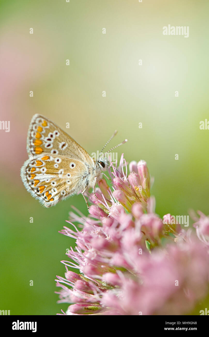 Close-up immagine di un comune blue butterfly (Polyommatus icarus) impollinazione di canapa agrimonia Foto Stock