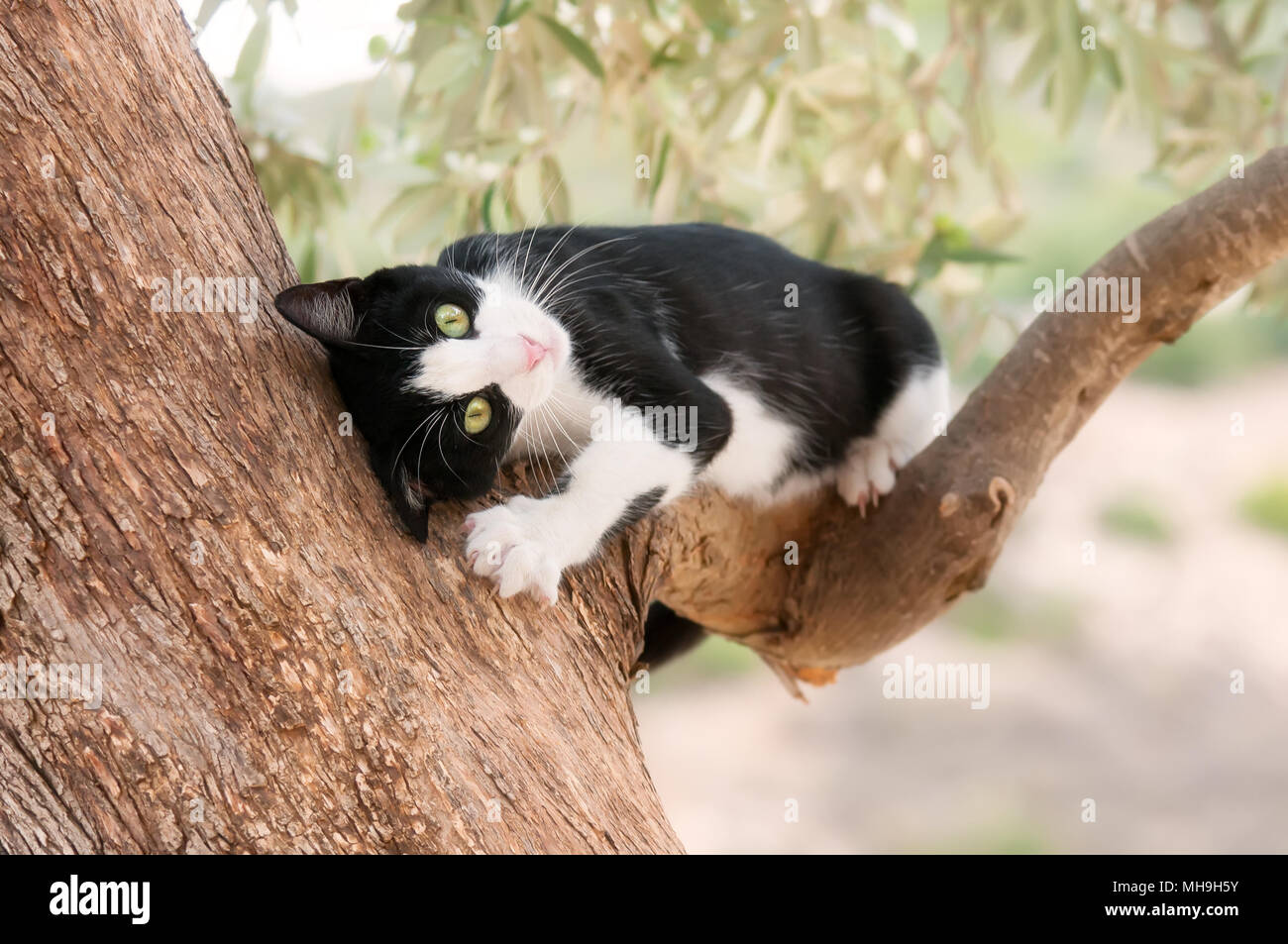 Carino giovane cat, tuxedo pattern in bianco e nero bicolor, si sente bene e giocando e strofinando il suo volto su di un ramo di un albero di olivo, Cipro Foto Stock