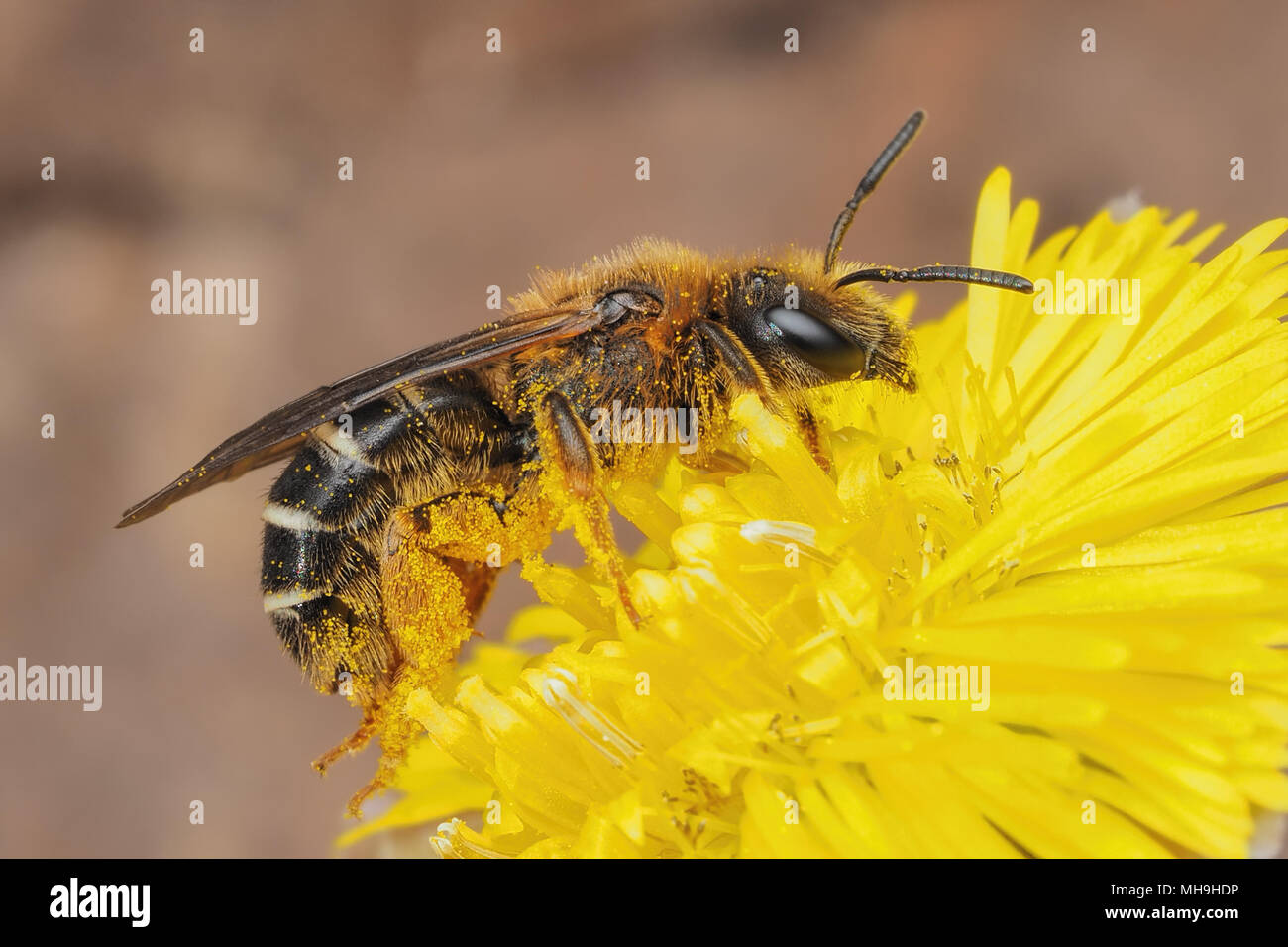 Il sudore Bee (Halictus rubicundus) alimentazione sul Coltsfoot fiore. Tipperary, Irlanda Foto Stock