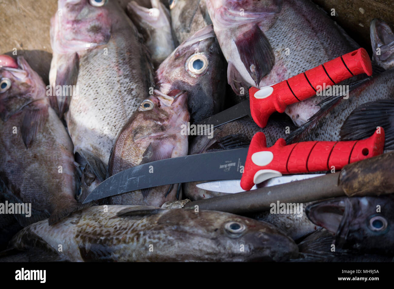 La pesca del giorno. Foto Stock