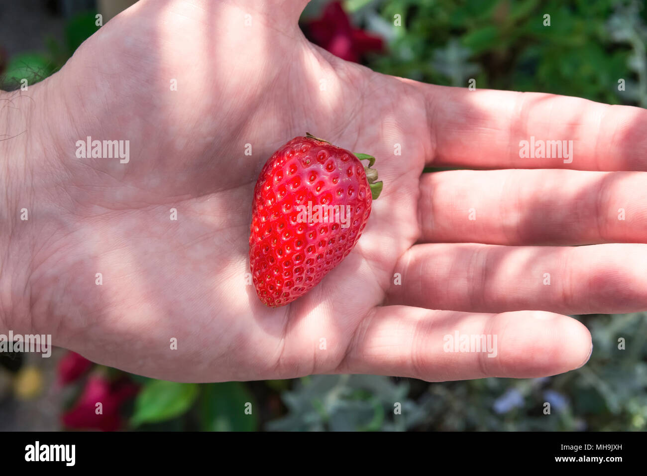 Uomo di trattenimento sul palmo della mano mature succose fragole organico nel verde giardino estivo. La luce del sole Flecks. Superfoods sano vitamine Vegan concetto. Stile di vita ho Foto Stock