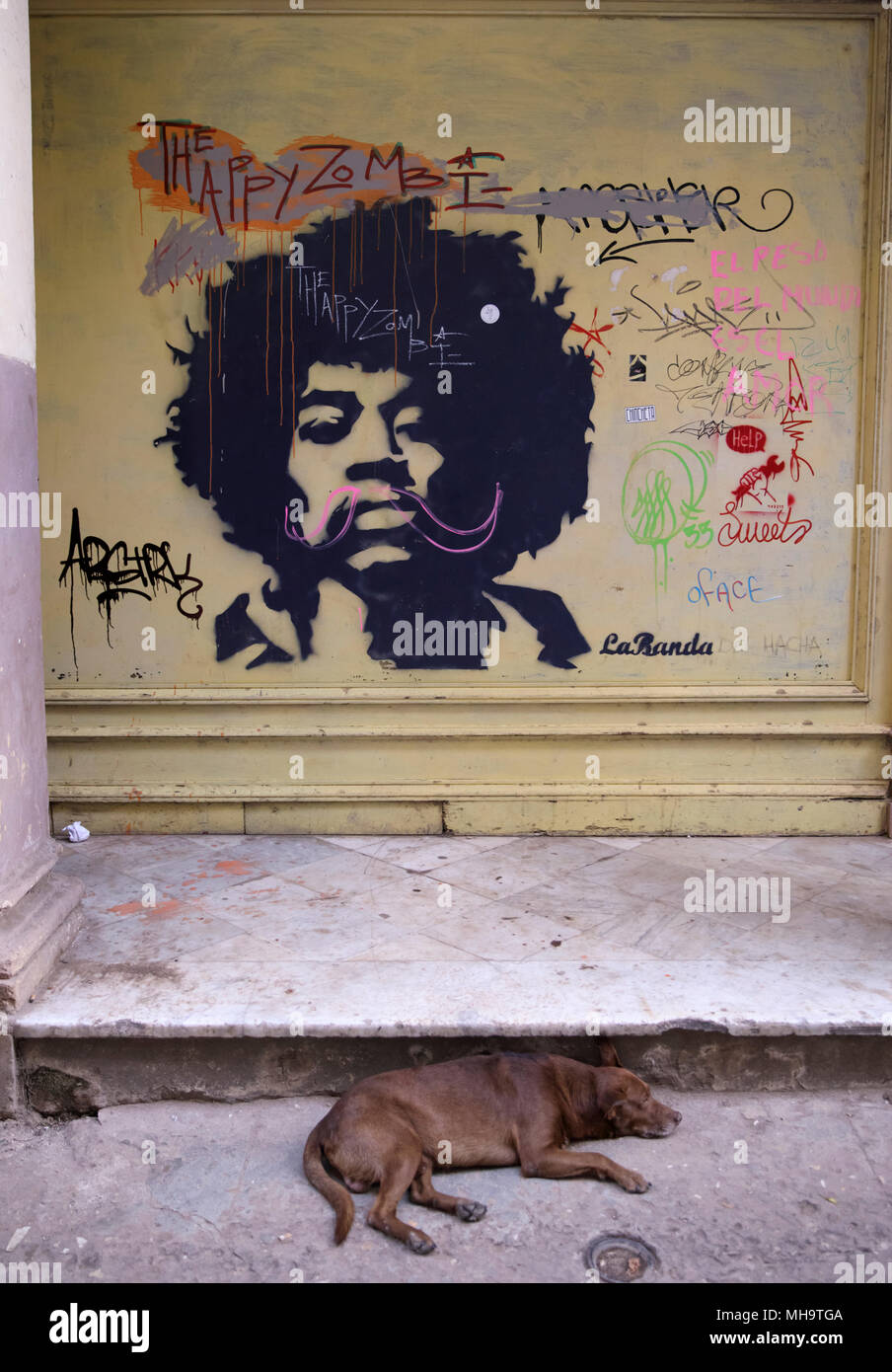 Un cane dorme per le strade di La Habana, Cuba davanti a una parete ricoperta di street art e graffiti. Foto Stock