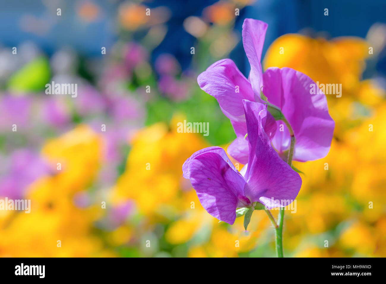 Viola pisello dolce fiore fotografato con una specialità la lente per ottenere profondità di campo e sfondo da sogno. Foto Stock