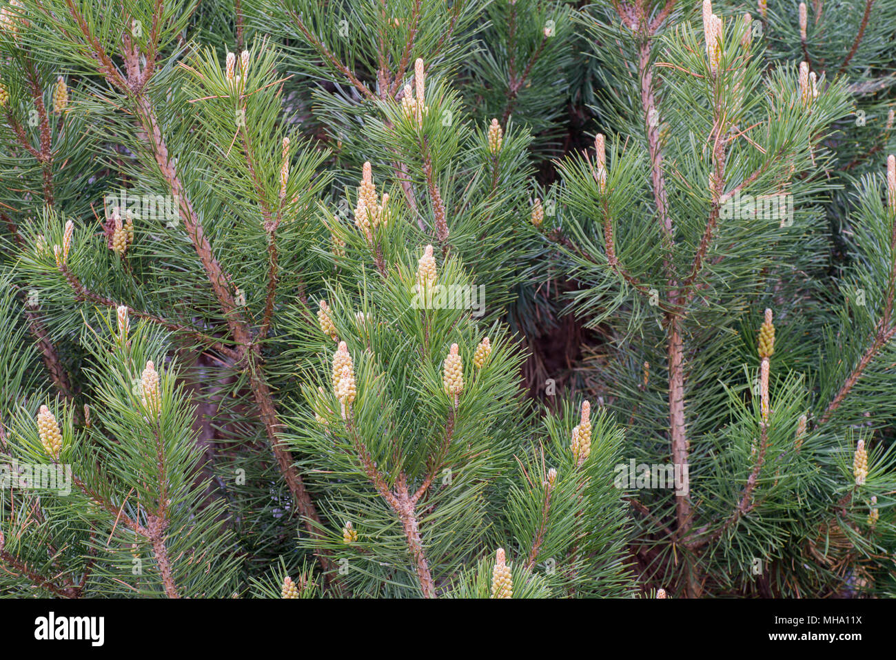 Molla di fioritura di rami di pino closeup Foto Stock