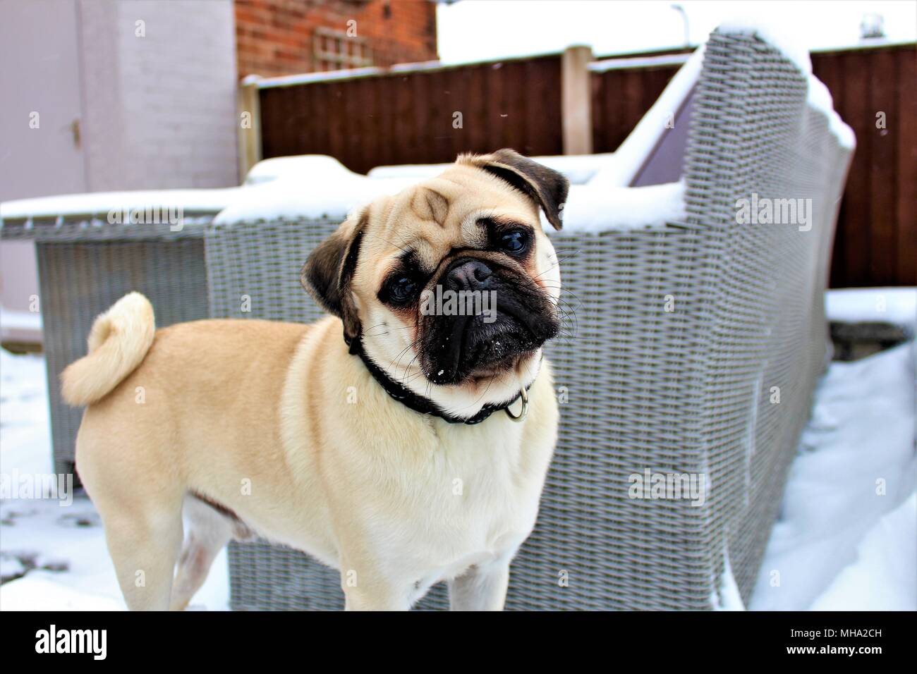 Un giovane cane Pug in piedi in una coperta di neve giardino. Foto Stock