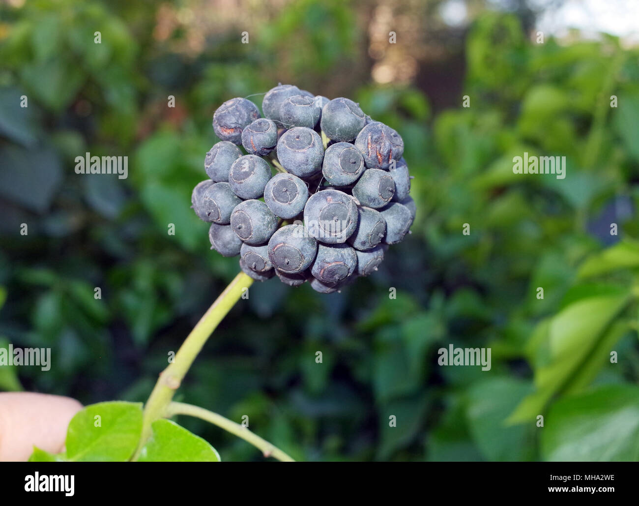 Hedera helix blossom close-up Foto Stock