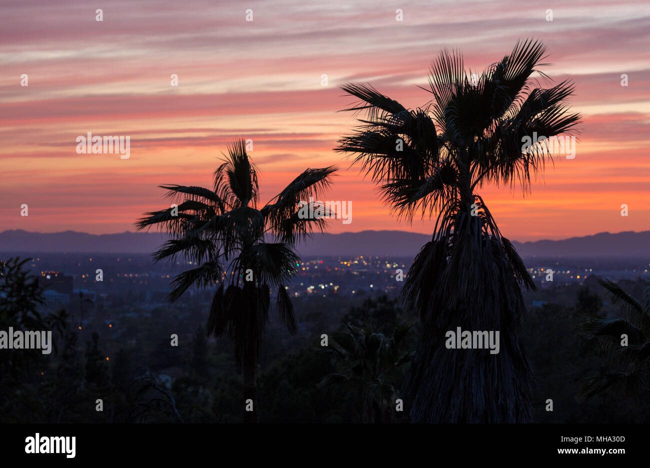 Palme al tramonto Foto Stock