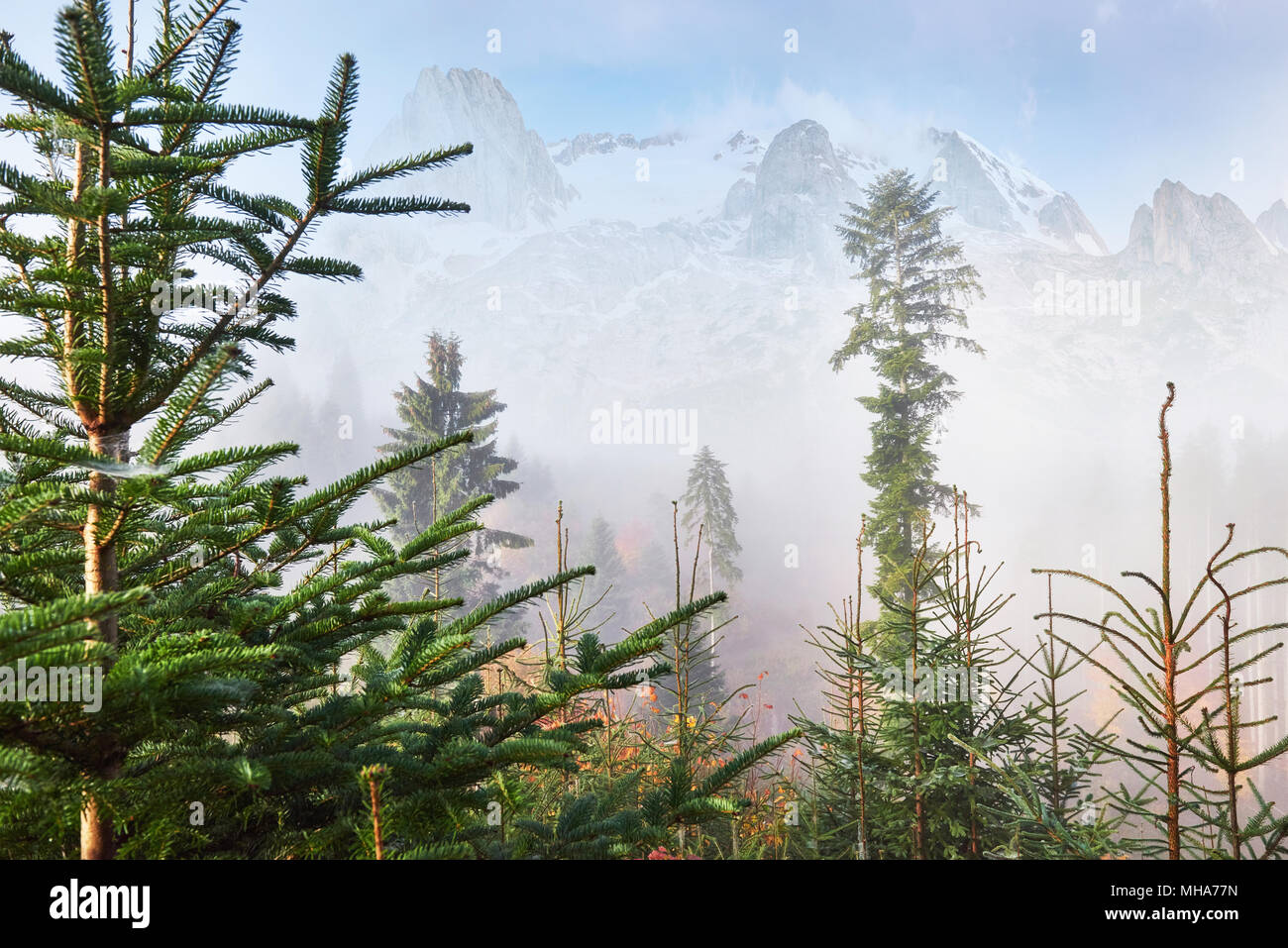 Nebbia di mattina si muove lentamente con sfridi oltre l'autunno di foreste di montagna coperto di foglie dorate. Cime innevate delle montagne maestose in background Foto Stock