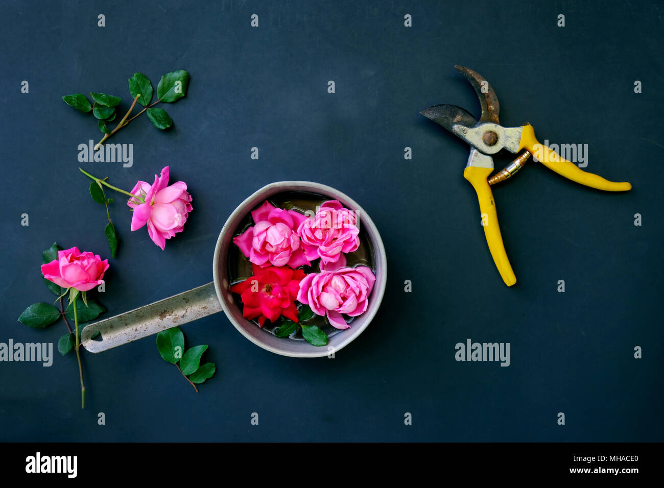 Le rose rosa come composizioni floreali contro lo sfondo con forbici. Il giardinaggio mostrato con semplici di verde e di colore. Foto Stock