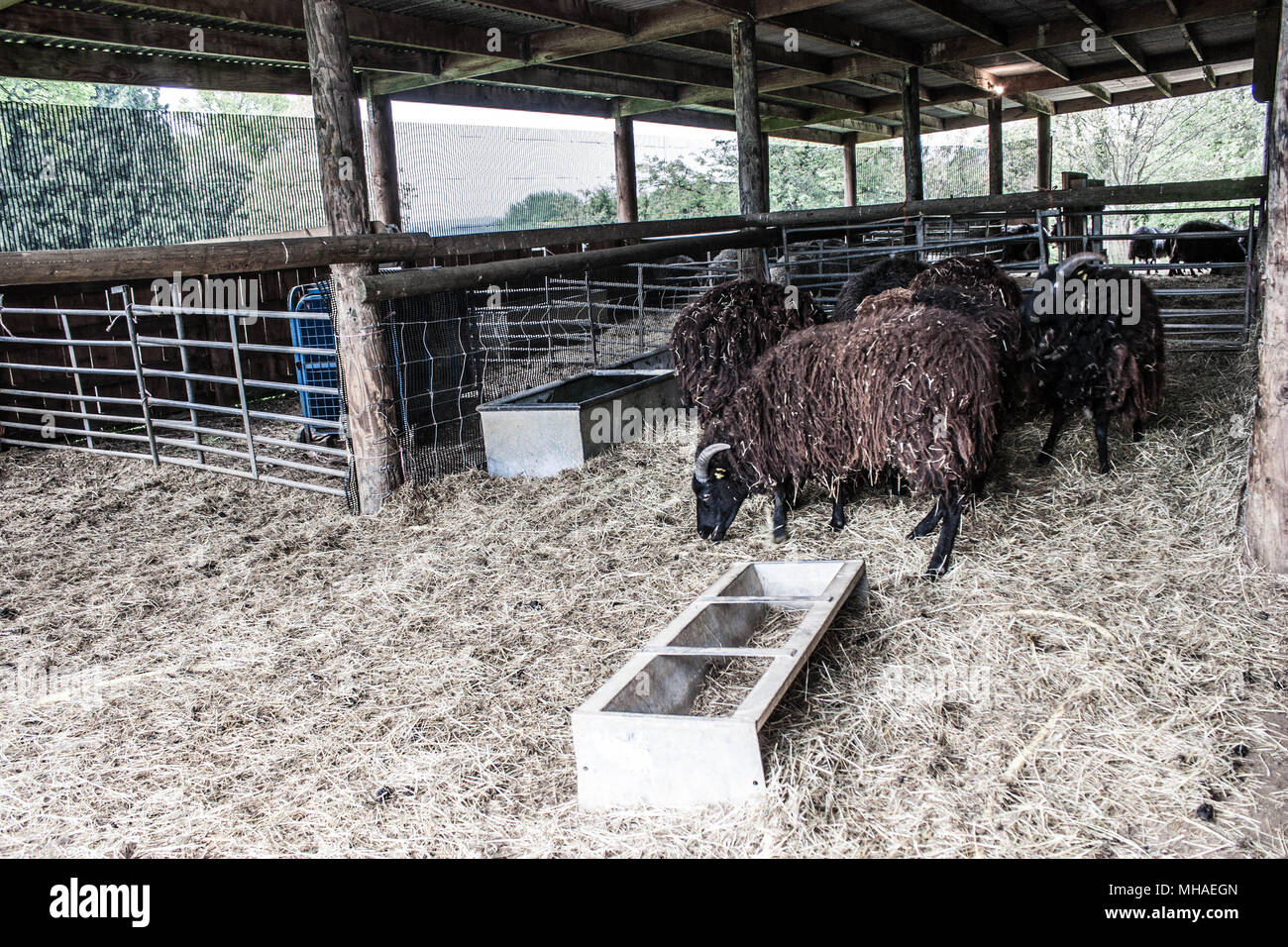 Pecore nella stalla Foto Stock