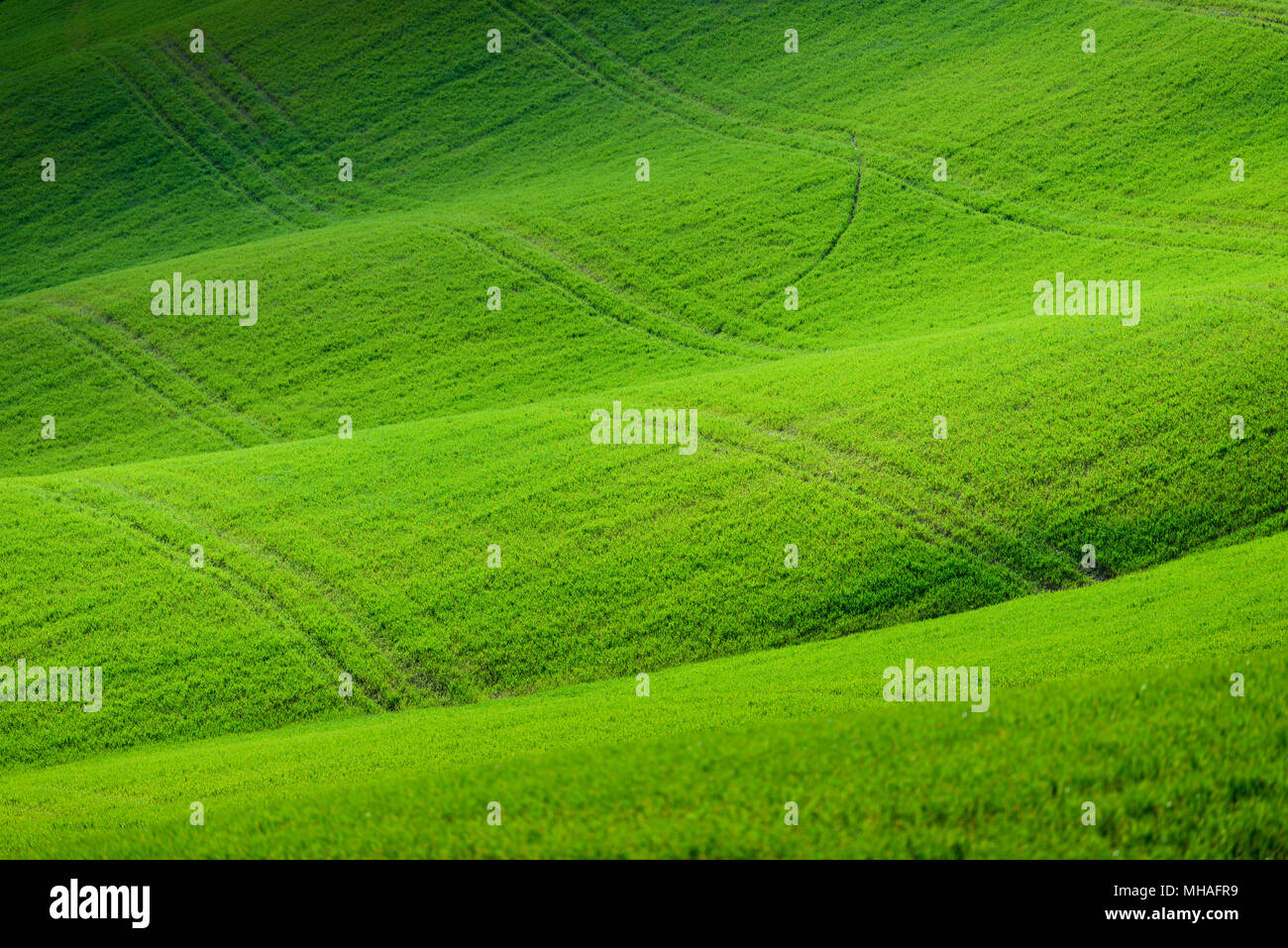 Teleobiettivo con vista prospettica di vivaci campi verde Toscana colline ondulate con sentieri ruota in erba in primavera, Crete Senesi Siena, Toscana, Italia Foto Stock