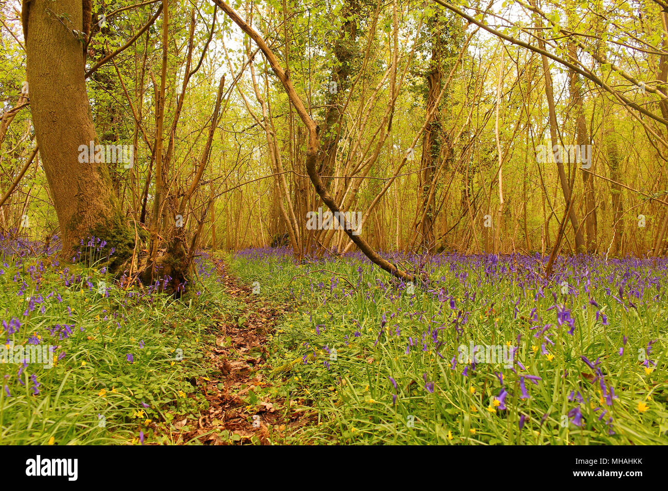 Un tappeto di bluebells in basso boschi riserva naturale in Inghilterra Foto Stock